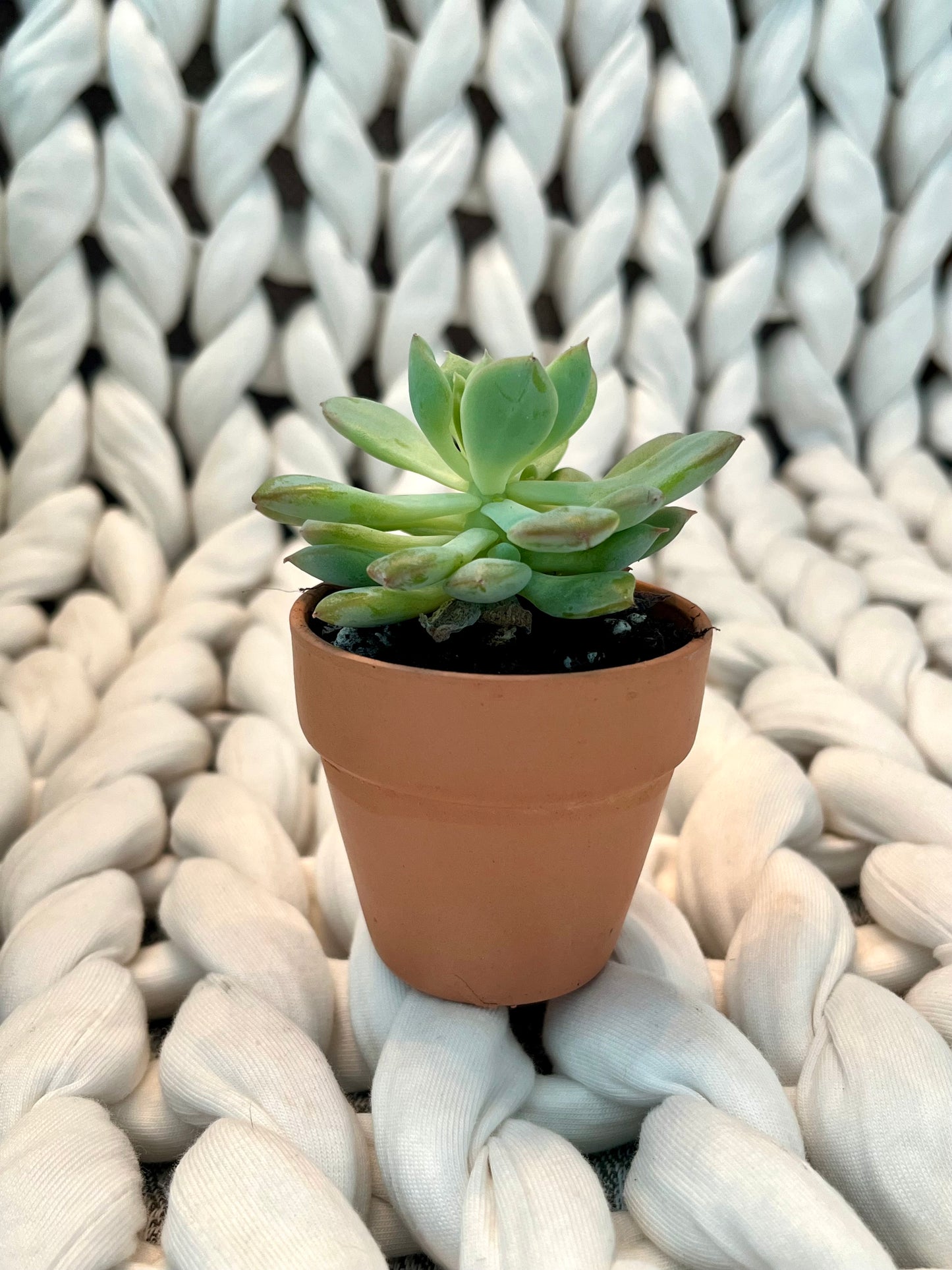 Live Succulent in Pot, Mini (Add On)