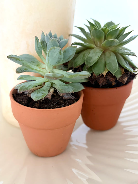 Petite Live Succulent in Pot (Add On)